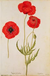 Papaver rhoeas, ca. 1568